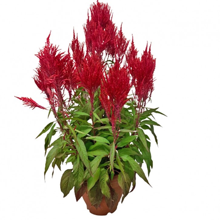 RED Celosia Plume 凤尾花