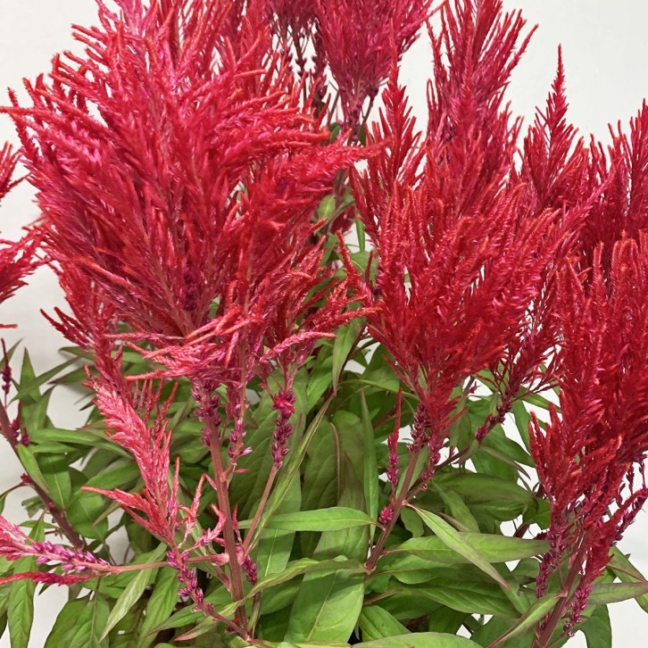 RED Celosia Plume 凤尾花