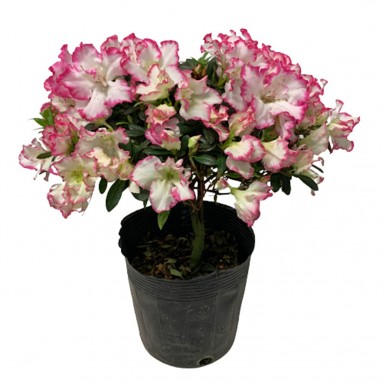 Azalea in Black Plastic Pot 杜鹃花 (Various Sizes)