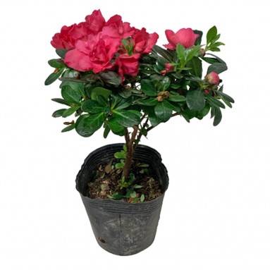 Azalea in Black Plastic Pot 杜鹃花 (Various Sizes)