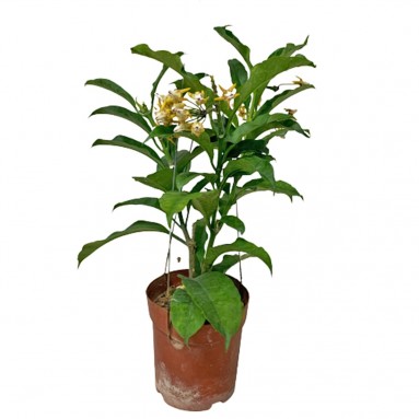 Hoya Shooting Star (Hoya Multiflora Blume)