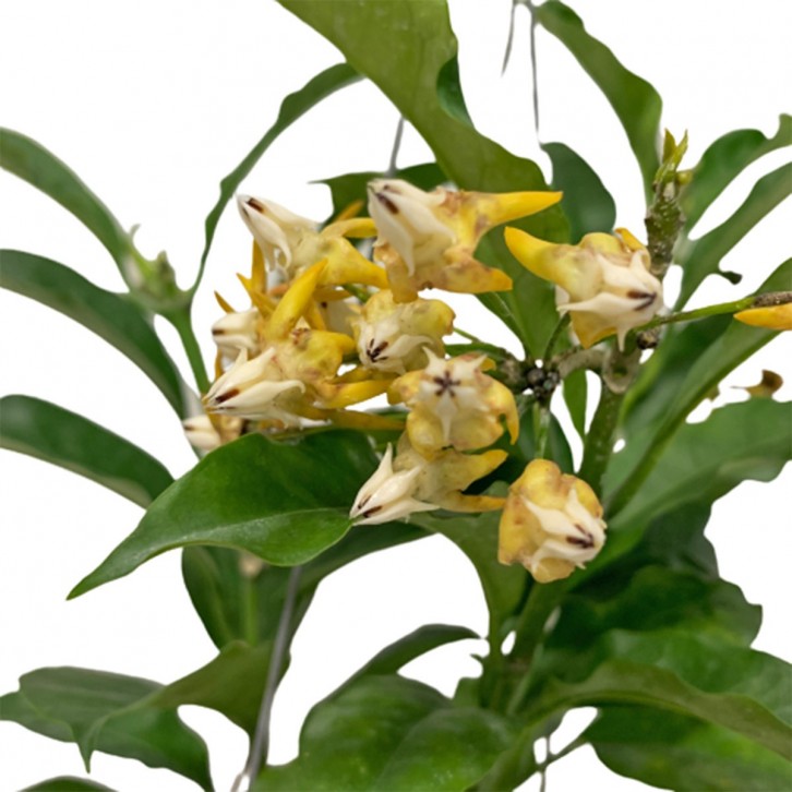 Hoya Shooting Star (Hoya Multiflora Blume)