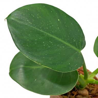 Philodendron White Wizard