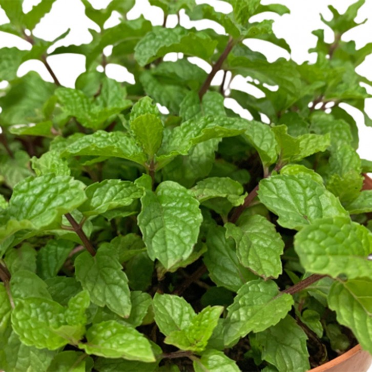 Mint 薄荷草 (Mentha)