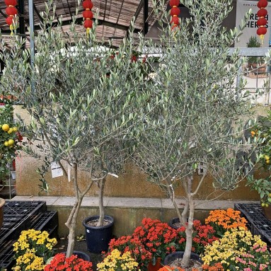 Mature Olive Tree 橄榄 オリーブ (JAPAN)