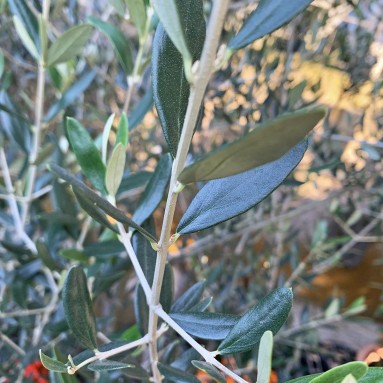 Mature Olive Tree 橄榄 オリーブ (JAPAN)