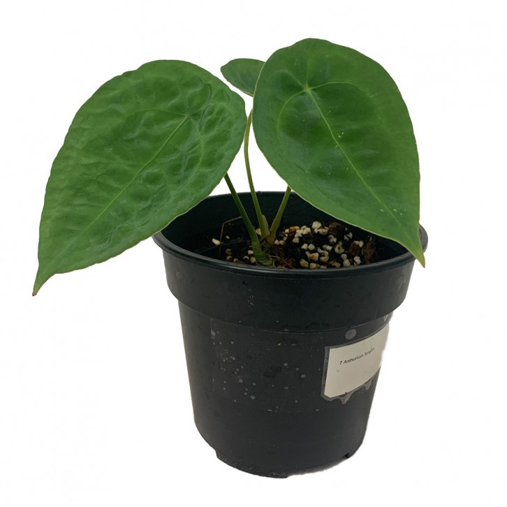 Anthurium Forgetii