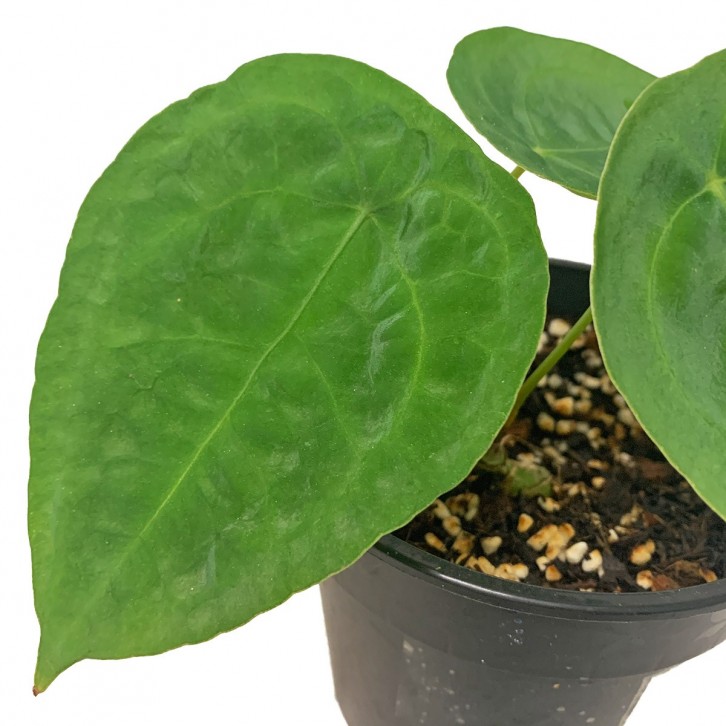 Anthurium Forgetii