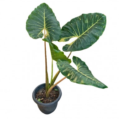 Alocasia Macrorrhizos 'Giant Taro'