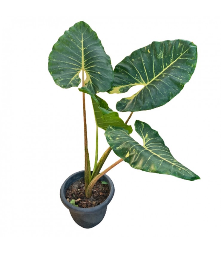 Alocasia Macrorrhizos 'Giant Taro'