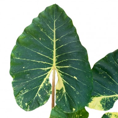 Alocasia Macrorrhizos 'Giant Taro'