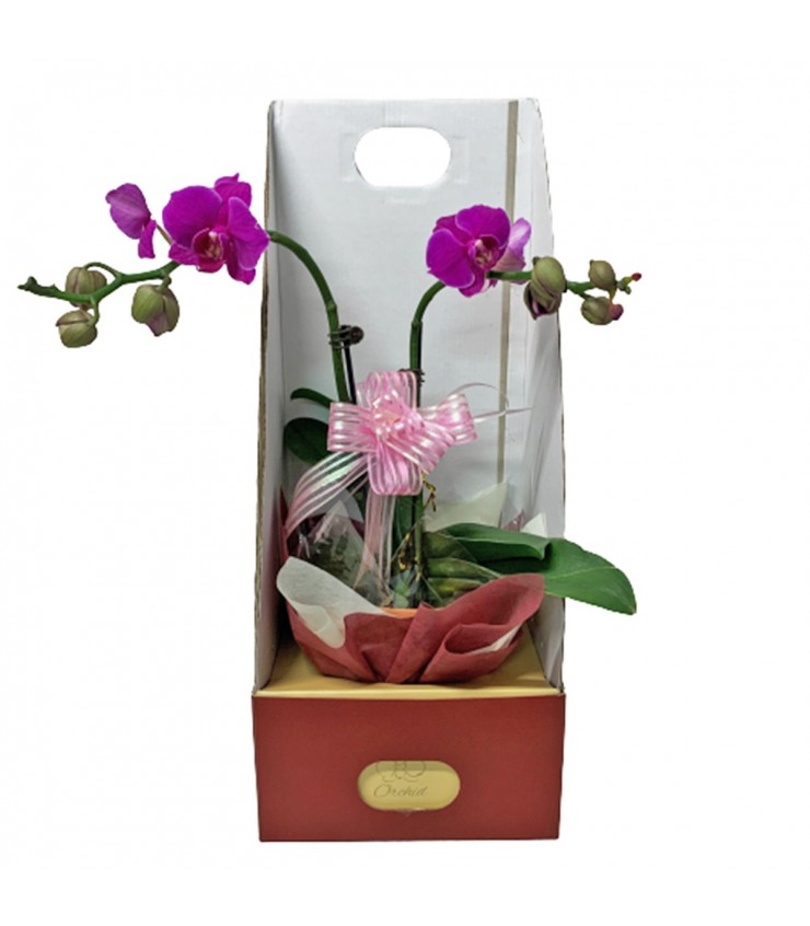 Phalaenopsis Orchid Gift Set A