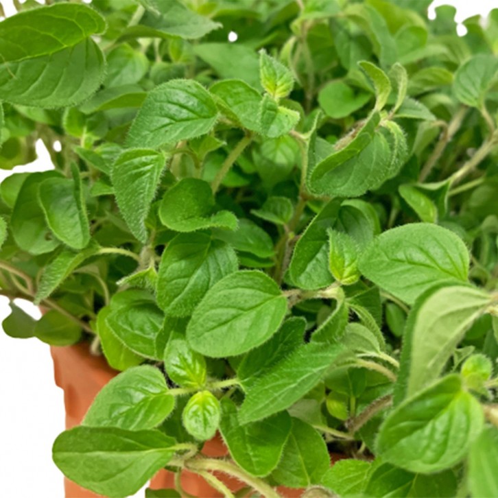 Oregano 牛至草 (Origanum Vulgare)