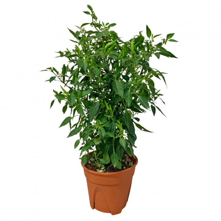 Bird Eye Chili 小辣椒 (Capsicum Annuum)