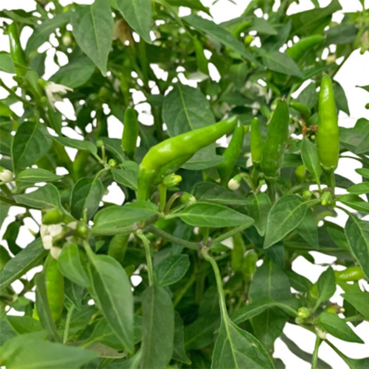 Bird Eye Chili 小辣椒 (Capsicum Annuum)