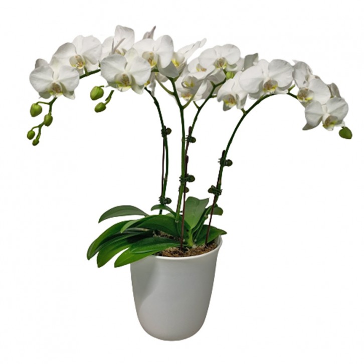 Phalaenopsis Orchid Centerpiece (2686)