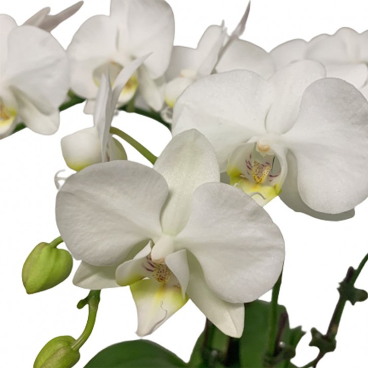 Phalaenopsis Orchid Centerpiece (2686)