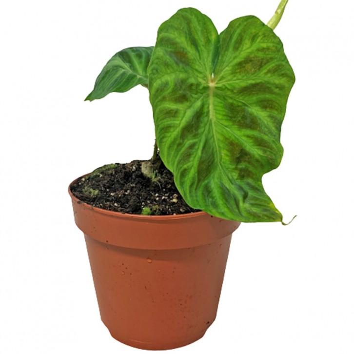 Philodendron Verrucosum