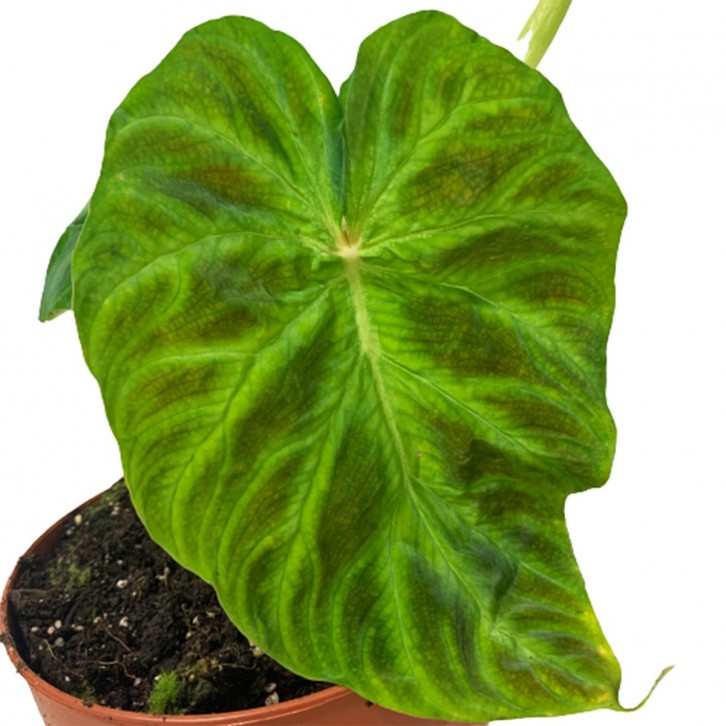 Philodendron Verrucosum