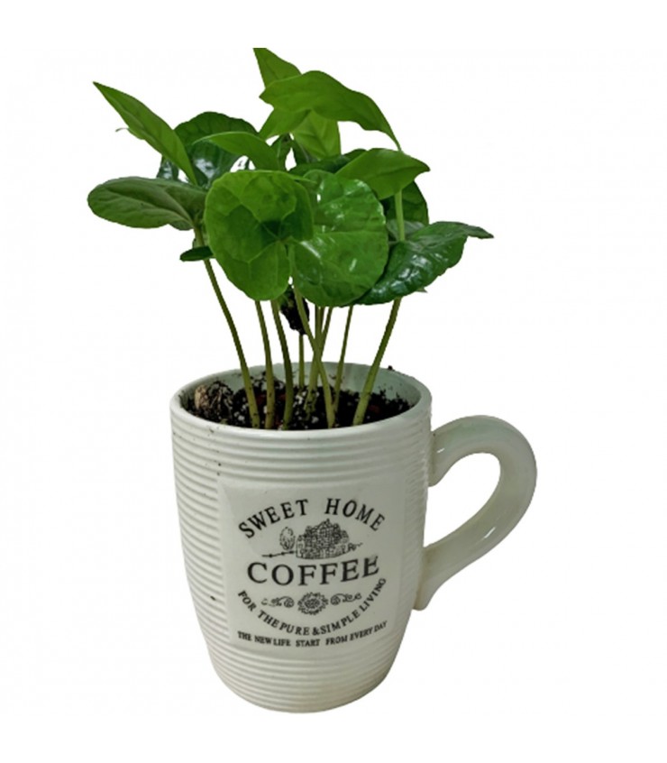 Coffee Plant in a Mug