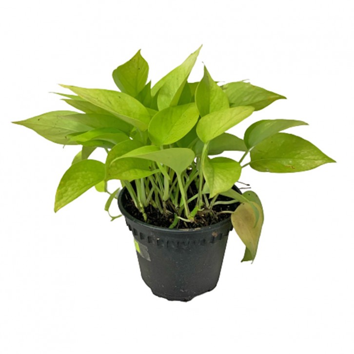 Epipremnum Golden (Money Plant)
