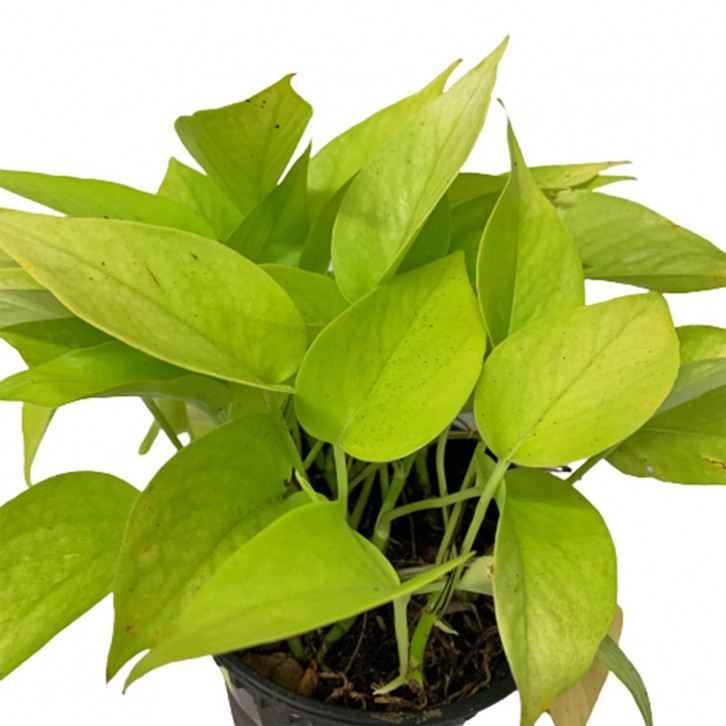 Epipremnum Golden (Money Plant)
