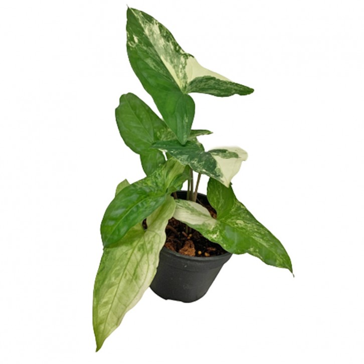 Syngonium Podophyllum (Arrowhead Philodendron)