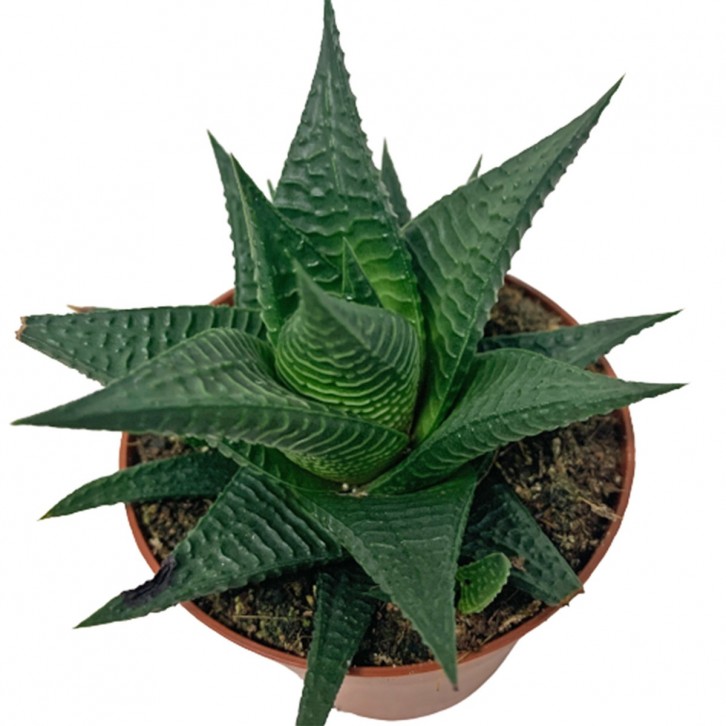 Haworthia limifolia 'Fairy Washboard'