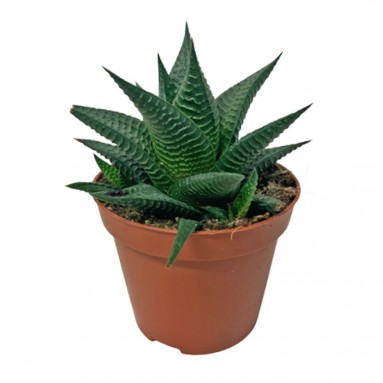 Haworthia limifolia 'Fairy Washboard'