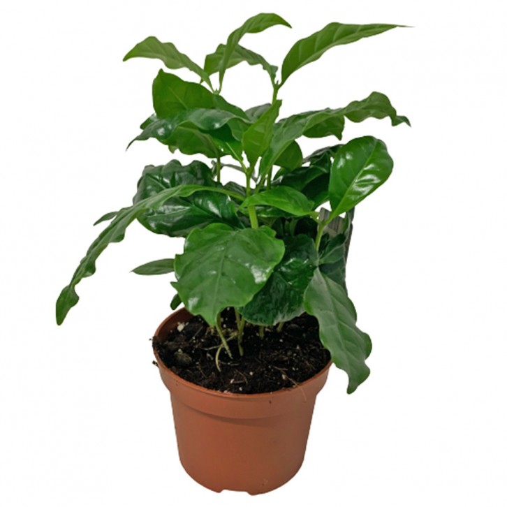 Coffee Arabica (Coffea Arabica)