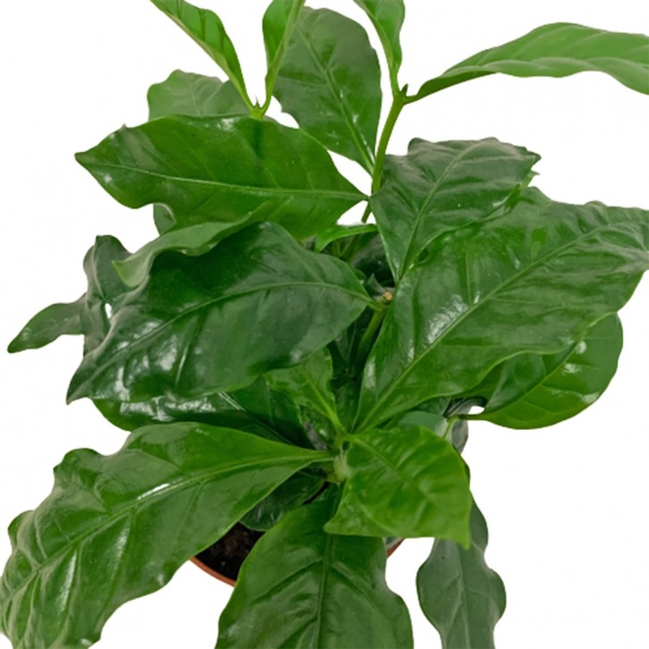 Coffee Arabica (Coffea Arabica)